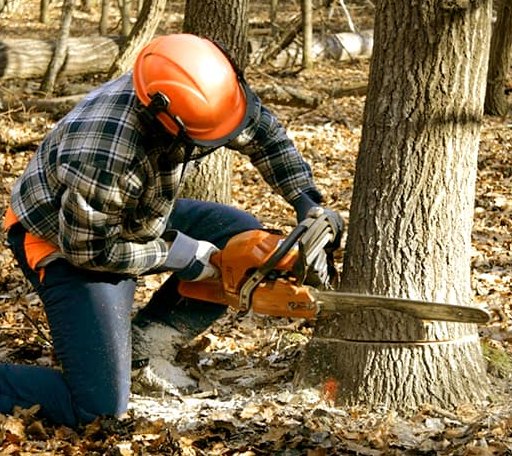 Tree Removal in Blue Ridge Summit, PA